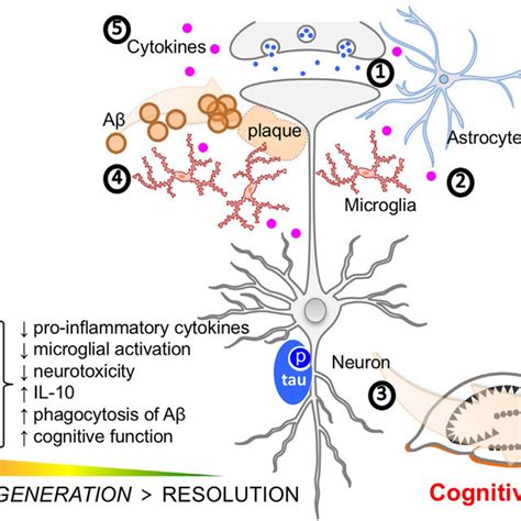 Molecular Features Of Alzheimers Disease Ad Pathophysiology And