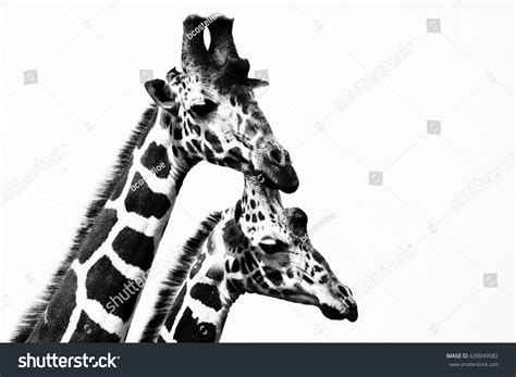 Portrait Two Reticulated Giraffes Giraffa Camelopardalis Stock Photo