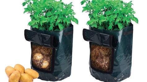 Come Coltivare Le Patate Il Giardino Commestible