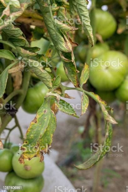 Penyakit Layu Fusarium Pada Tomat Rusak Oleh Penyakit Dan Hama Daun