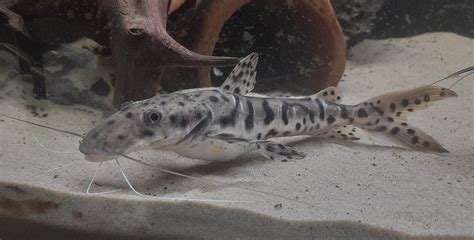 Tiger Shovelnose Catfish Complete Care Guide Learn The Aquarium