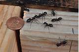 Wood Ant Control Photos