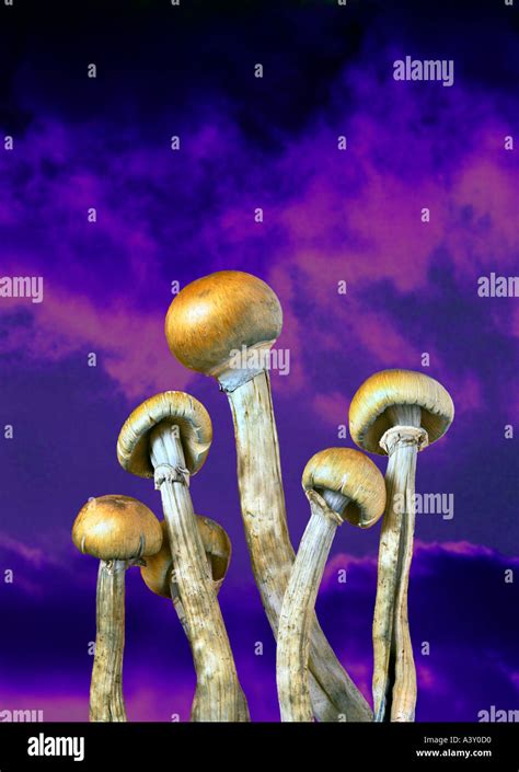 Hallucinogen High Resolution Stock Photography And Images Alamy