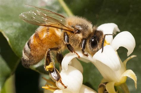 Reader Photo European Honeybee Australian Geographic