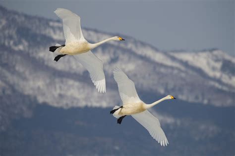 Whooper Swans In Flight Whooper Swans Flying Over Lake Kussharo
