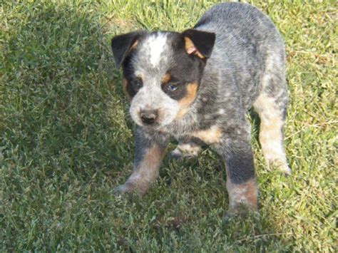 Australian Cattle Dog Blue Heeler Puppies For Sale For Sale In