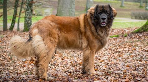 Leonberger Dog Breed Information Facts Traits Pictures And More