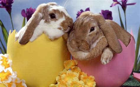 Bunny Bunny Rabbits Wallpaper 20196424 Fanpop