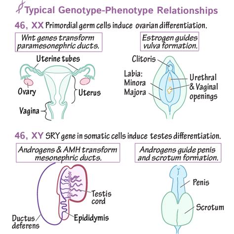 Embryology Glossary Gonadal And Androgenic Dsds Draw It To Know It