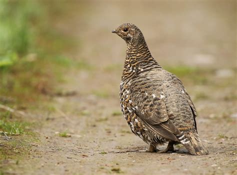 Spruce Grouse Flickr
