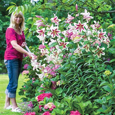 Giant Orienpet Lily Altari Brecks Premium Bulbs