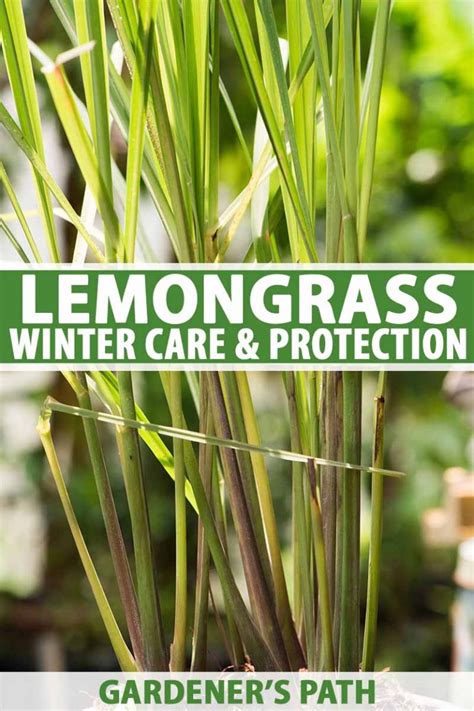 Lemongrass Winter Care How To Prepare For The Cold