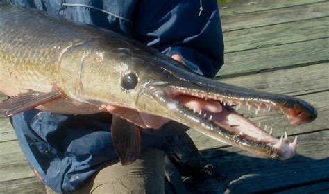 But back to the question, what does a carp fish look like? Solomon David Q&A: Ancient Fish and Freshwater ...