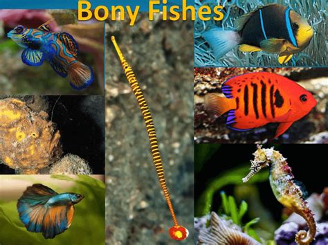 Bony Fish Vs Cartilaginous Fish Differences And Similarities