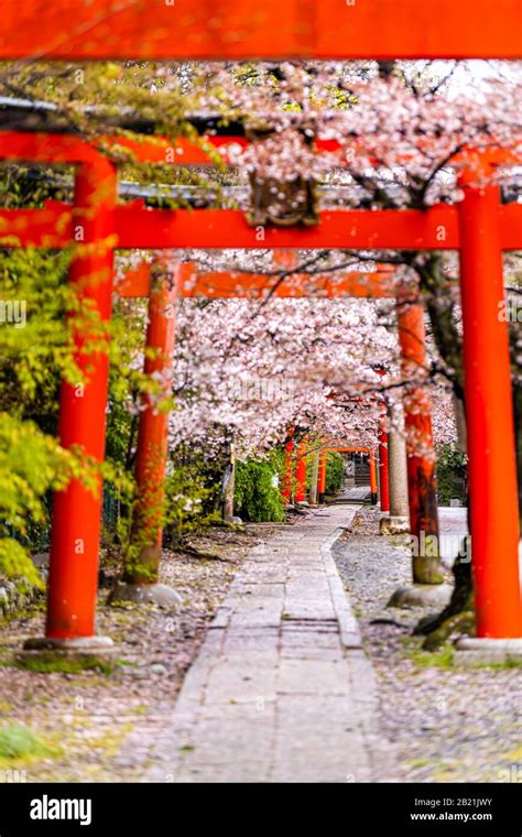 Kyoto Japan Cherry Blossom Sakura Flowers On Trees In Spring In Garden