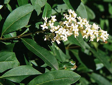 Il viburnum thinus, una pianta sempreverde che resiste e resta sempre bellissima anche nei mesi invernali. Ligustro - ciappycardellino