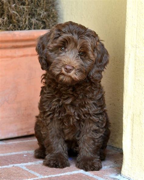 Our breeding stock is carefully selected & fully healthy tested. Pin by Saegan Jost on Puppy in 2020 | Labradoodle dogs ...