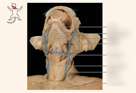 Superficial Muscles Of The Anterior Neck Of The Cat Diagram Quizlet
