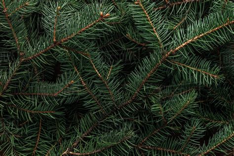 Full Frame Of Green Pine Tree Branches As Background Stock Photo