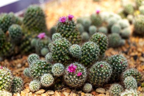 Growing Pincushion Cactus Kellogg Garden Organics