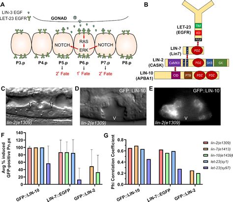 Lin 10 Can Promote Let 23 Egfr Signaling And Trafficking Independently