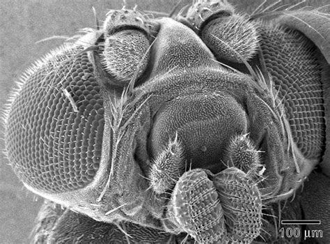 fruit fly electron microscopy center ndsu