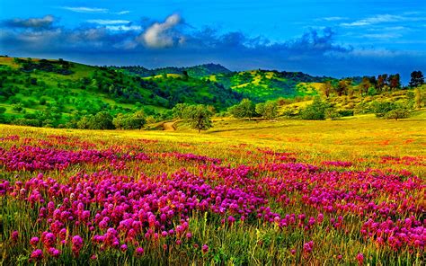 Meadow With Purple Flowers Hills With Trees And Green Grass Sky Clouds