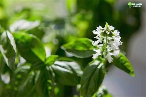 What Can You Do With Basil Flowers