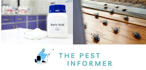 The Power Of Boric Acid For Roaches We Tested Using Boric Acid For