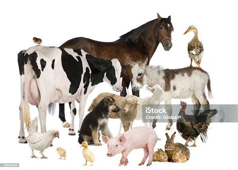 Group Of Farm Animals Stock Photo Download Image Now Livestock