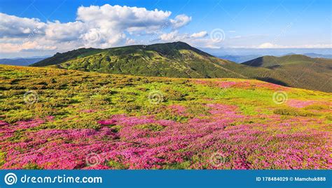 Summer Scenery Panoramic View In Lawn Are Covered By Pink Rhododendron