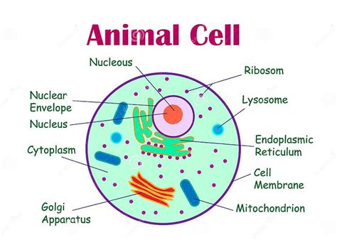 Diagramma Animale Delle Cellule Illustrazione Di Stock Illustrazione