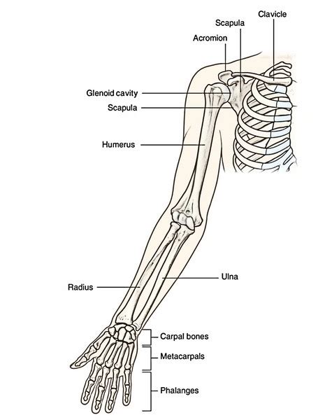 Upper Limb Bone Anatomy Sketch Coloring Page