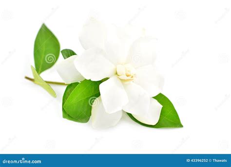 Biały Gardenia Kwiat Zdjęcie Stock Obraz Złożonej Z Gardenia 43396252