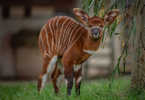One Of The Worlds Rarest Mammals The Eastern Bongo Has Been Born