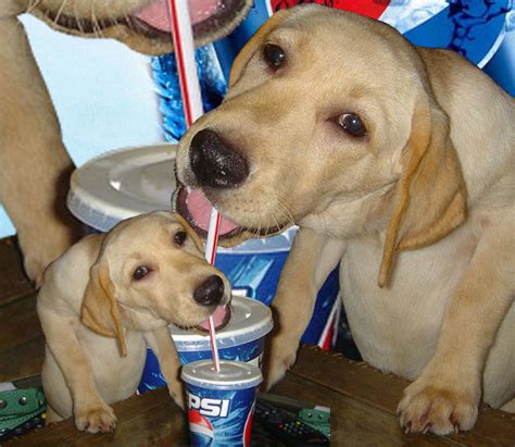 Dog Drinking Pepsi Dogs Know Your Meme
