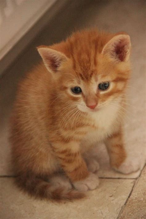 Pin On Tabby Kitten Orange
