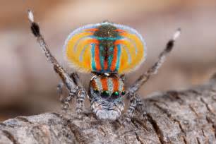 arañas pavo real todo lo que debes saber sobre esta especie
