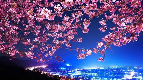 Cherry Blossom Desktop Backgrounds Wallpaper Cave