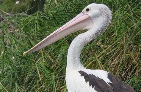 Australian Pelican The Animal Facts
