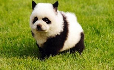 Panda Dog Dogs That Look Exactly Like Pandas Chow Chow Dyed To Look