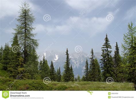 Snow Capped Mountains A Meadow Stock Image Image Of Landscape