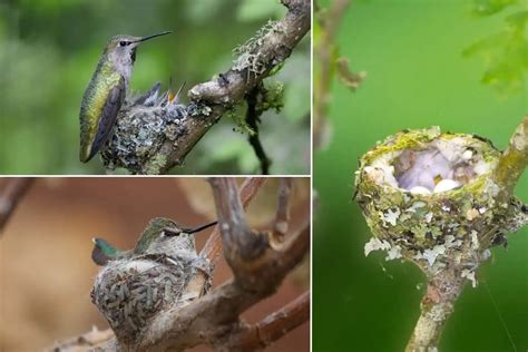 All About Hummingbird Nests Nest Facts 12 Species Bird Feeder Hub