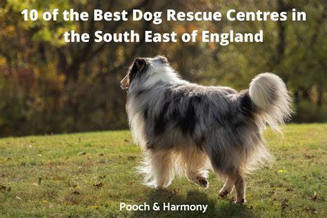 Best Dog Rescue Centres In The South East Of England