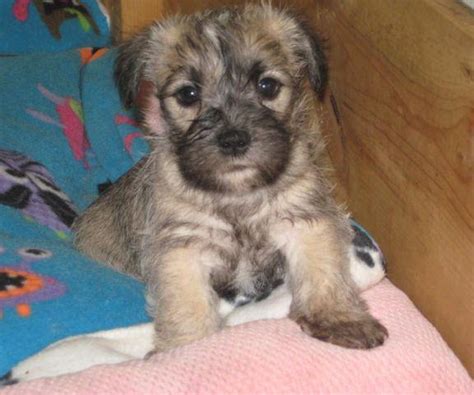 We do have puppies available occasionally & easily available in iowa, wisconsin we offer shih tzu puppies for adoption to the public on occasion. Yorkie /Shih Tzu puppies (Earling, IA) for Sale in Co Bluffs, Iowa Classified | AmericanListed.com