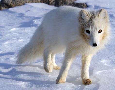 Artic Mammals - Pets Lovers