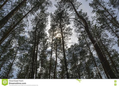 Slender Pines Stock Photo Image Of Nature Pines Straight 71047656