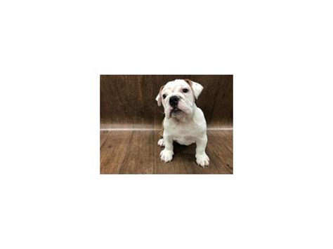 These are six week old pups that have had first vaccines and deworming. Mini Bulldog-DOG-Female-Brindle/White-2381237-Petland ...