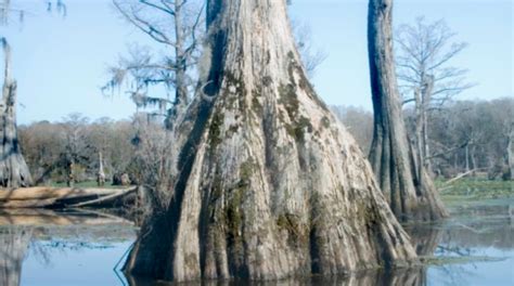 North Carolinas Bald Cypress Tree Is One Of The Oldest Living Things