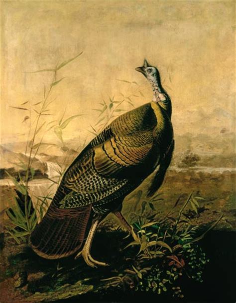 The American Wild Turkey Cock John James Audubon Als Kunstdruck Oder